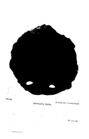 SWIFTLETS' NESTS