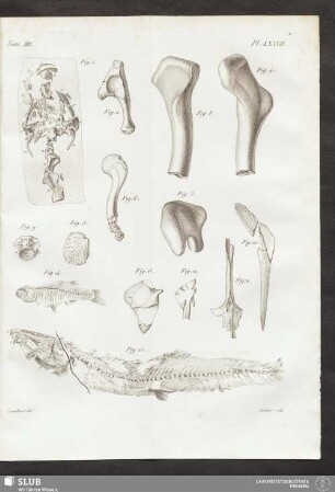 Pl. LXXVII
