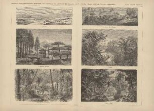 Asien IV. (Vegetation)