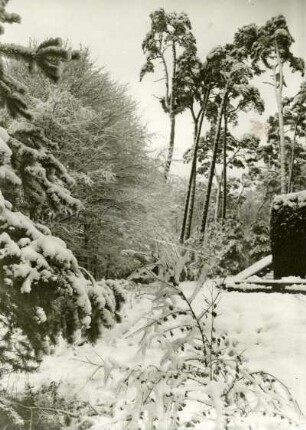 Winterwald