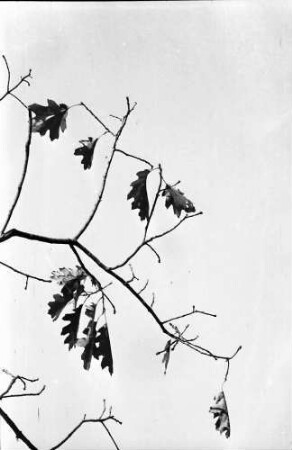 Schauinsland: Herbstlaub gegen klaren Himmel