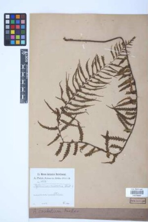 Asplenium caudatum G.Forst.