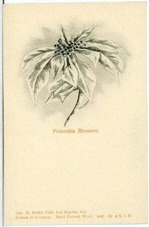 Poinsettia Blossom