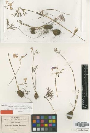 Ionoxalis furcata Rose [isotype]