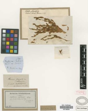 Erythraea sabaeoides A.Gray