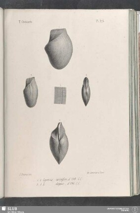 Pl. 373