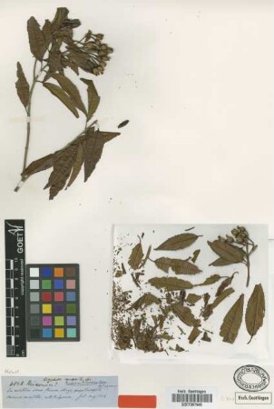 Huberia peruviana Cogn. [type]