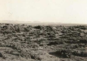 Südwestafrika (Namibia). Brackbüsche im Koichab-Rivier
