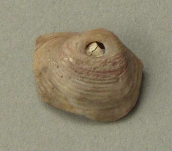 Pendant made from mussel shell