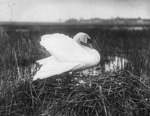 Höckerschwan (Cygnus olor), halbwild; auf dem Nest