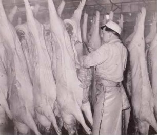 Herausnehmen der Innereien : Dresden. VEB Vereinigte Fleisch- und Wurstwerke. Herausnehmen der Innereien