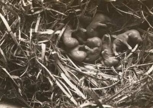 Hausmaus (Mus musculus L.), blinde Junge im Nest