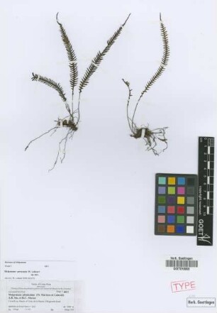 Melpomene pilosissima (M.Martens et Galeotti) A.R.Sm. et R.C.Moran