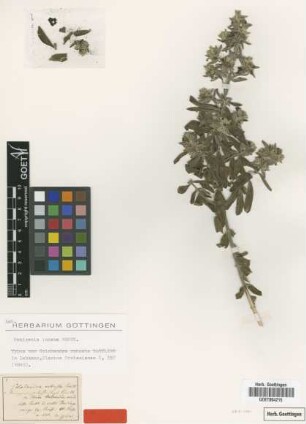 Hemigenia polystachya Benth.