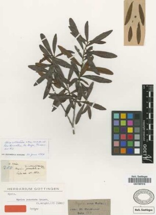 Myrica punctata Griseb. [syntype]