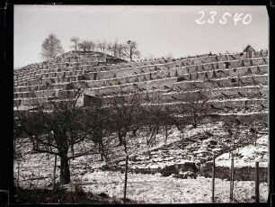Weinberge 1934