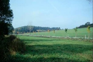 Straße mit neu gepflanzten Begleitbäumen