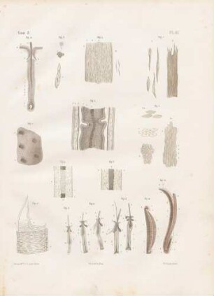 Mikroskopische Studien von Haaren und Nägeln