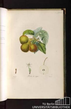 Pl. LXXVII. Poire de vigne.