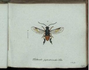 Tenthredo Septentrionalis Fabr. [bis] Tenthredo rufa Mihi