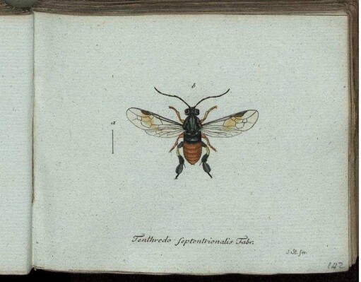 Tenthredo Septentrionalis Fabr. [bis] Tenthredo rufa Mihi