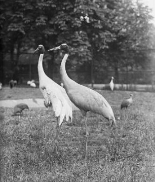 Antigone-Kranich (Antigone antigone L.) : Breslau (Wroclaw/Polen). Zoologischer Garten. Antigone-Kranich (Antigone antigone L.)