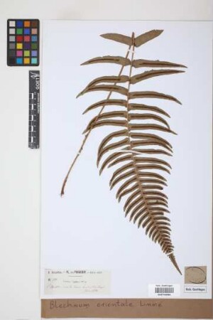 Blechnum orientale L.