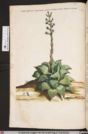 ALOE AFRICANA BREVISSIMO CRASSISSIMOQUE.