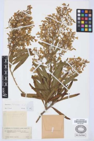 Rhodorhiza florida Webb