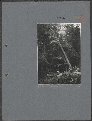 Wiederherstellung und laufender Unterhalt der Bahnstrecke Predeal (Kronstadt) - Ploesti auf rumänischer Seite: Holzfällen im Walde bei Sinaia
