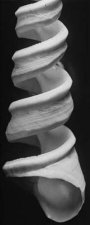 Turitella terebra, aufgeschnitten, Westafrika