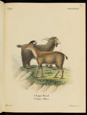 Suppl. CCLXXXI. D. 1. Capra Jharal. 2. Capra villosa.