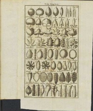 Tab. II. Folia Simplicia