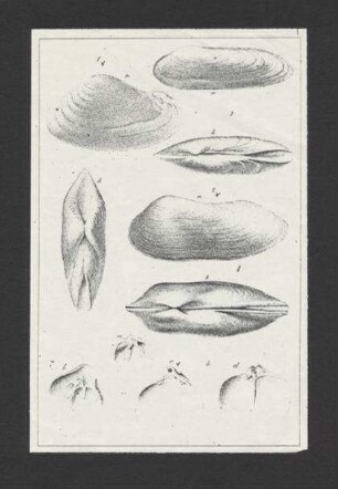 Zeichnungen von Muscheln