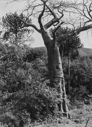 Baobab : Ein Affenbrotbaum neben hohen Wolfsmilch-Pflanzen in einer ansonsten dichten Strauch- und Buschvegetation