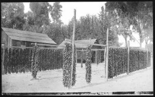 . Drying Chilies