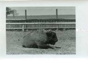 Liegendes Bison im Naturschutzgebiet Askanija-Nowa