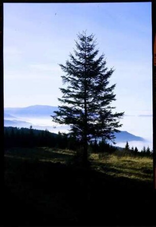 Otten (Berg): vom Otten, Vordergrund Tanne