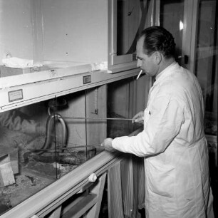 Kassel. Reptilienklinik. Veterinärmediziner bei der Entnahme einer Giftschlange aus einem Terrarium