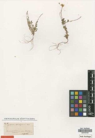 Anthemis rascheyana Boiss. [type]