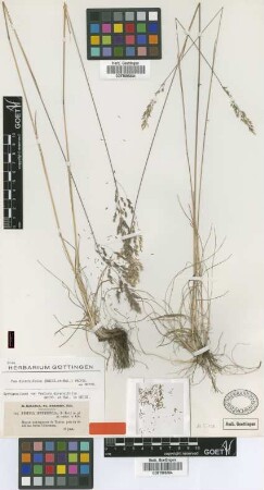 Festuca diversifolia Boiss. & Balansa [Isosyntype]