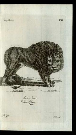 No 27. Felis Leo. Der Löwe.
