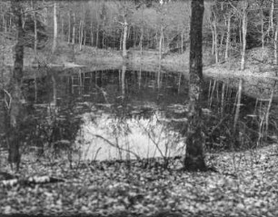 Waldsee : Ein kleiner See in einem Waldstück