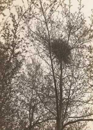 Europa. Elster (Pica pica), Nest