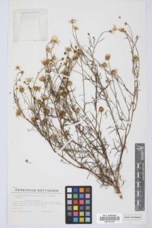 Argyranthemum frutescens (L.) Sch. Bip. subsp.
