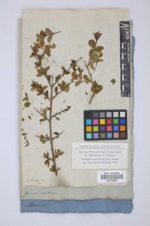 Rhamnus infectorius