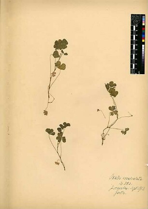 Oxalidaceae Oxalis cernua [Jerusalem, Yerushalayim, El Quds, Al-Quds, Al Quds, El Quds Esh Sherif, Al-Muqaddas, Jérusalem, Gerusalemme, Jerusalén, Aelia Capitolina, Colonia Aelia Capitolina, Hierosolyma, Urusalim, Jerusalem]