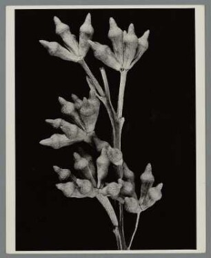 Eukalyptus, Fruchtstand (Eucalyptus)