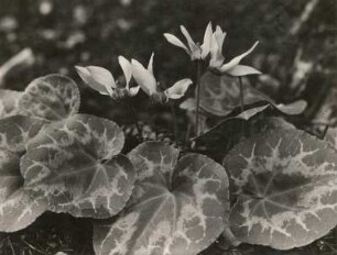 Europäische Alpenveilchen (Cyclamen purpurascens), auch Wildes Alpenveilchen, Zyklame, Erdscheibe oder Erdbrot