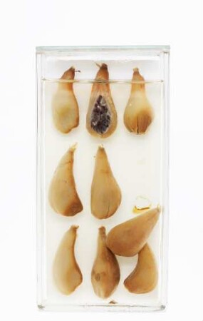 Aframomum melegueta K.Schum. aus Bibundi (Kamerun)